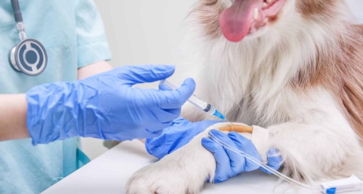 Veterinary Vaccine Market