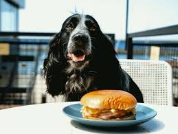 Dog Friendly Restaurant in Milwaukee