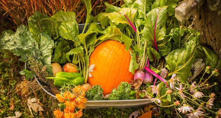 vegetable gardening for fall