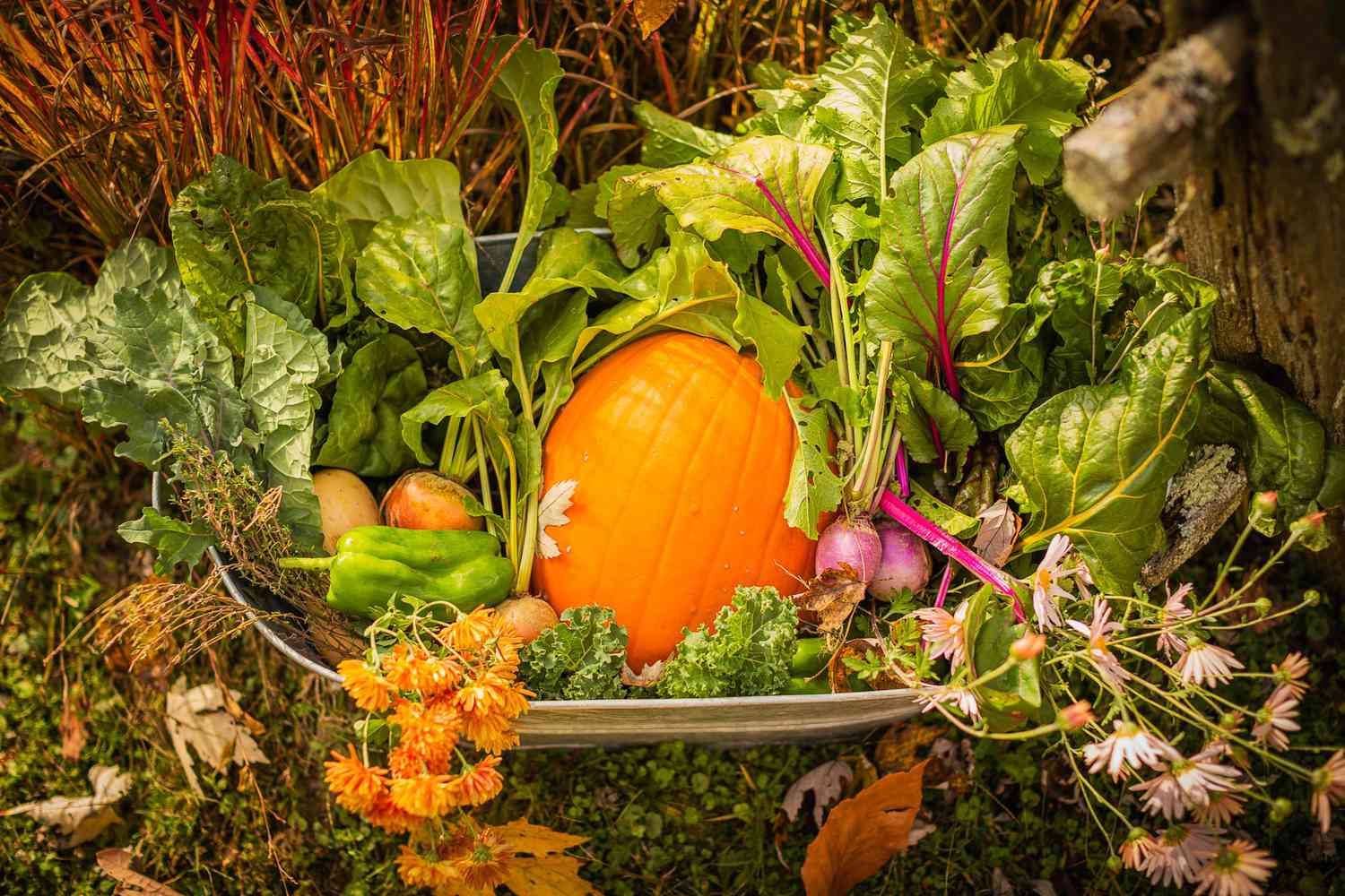 vegetable gardening for fall