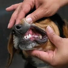 Dog dental care