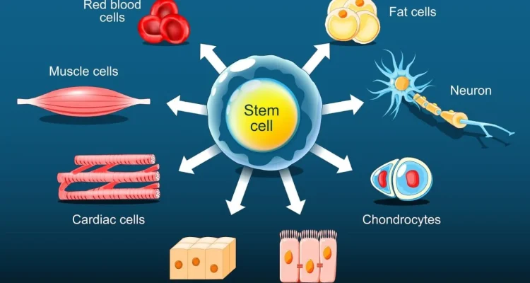 Stem Cells for Joint Pain and Chronic Disease Solutions