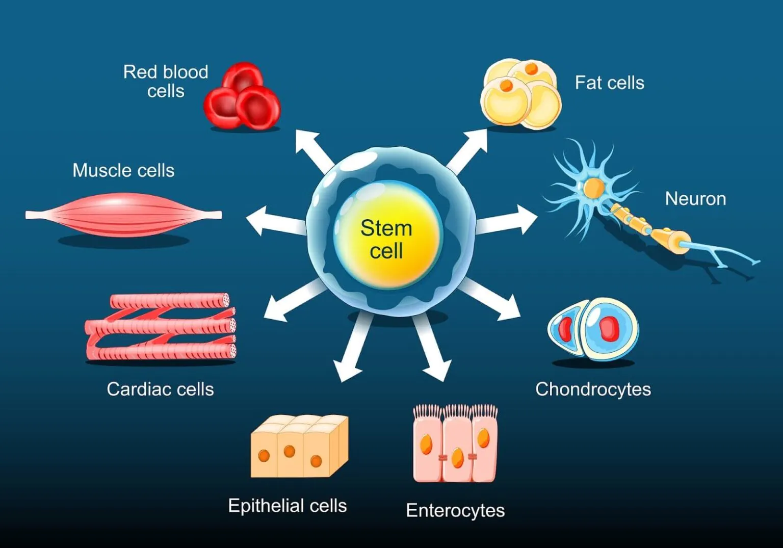 Stem Cells for Joint Pain and Chronic Disease Solutions