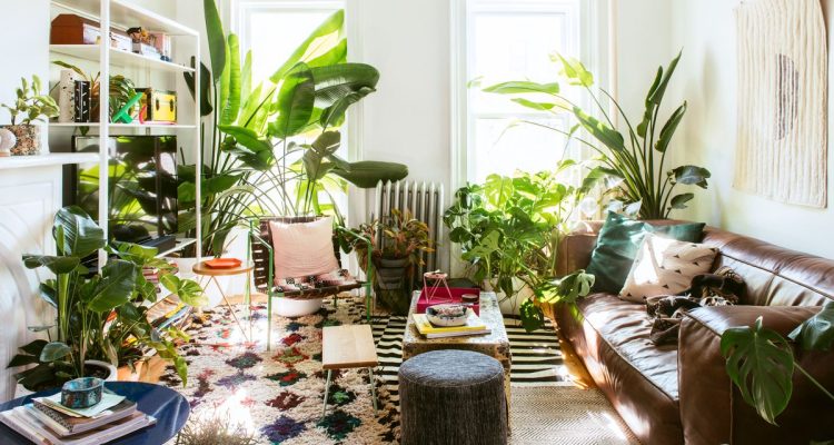 indoor plant decor